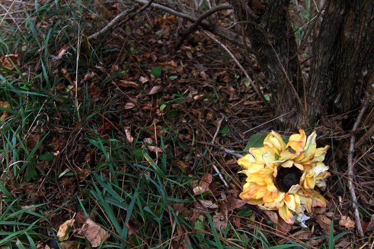 A flower is found in Prairie Park, which has been re-opened but police still warn and caution anyone from entering the heavily wooded park where burnt human remains were found.