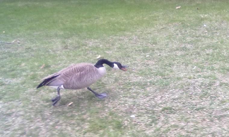 The goose outside Chick Evans Fieldhouse, named Boris chases a student away from his nesting area. 