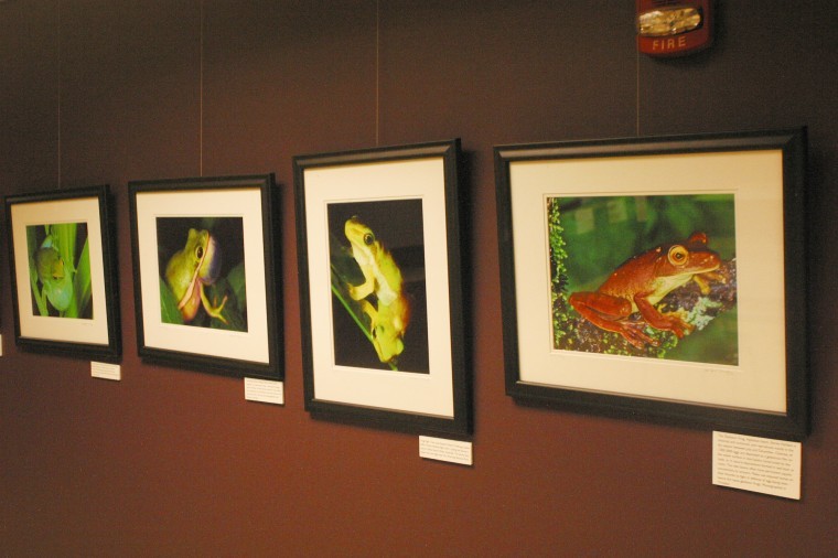 Midwest Museum of Natural History shows off its new
photographic exhibit Frogs, a natural history.
