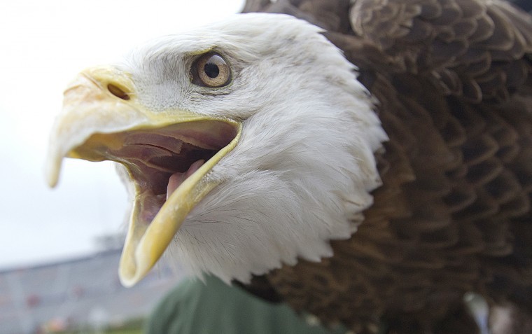 The Associated Press - This photo shows Auburn University mascot
Spirit, a bald eagle,  on the campus of Auburn University in
Auburn, Ala.
