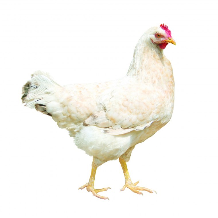 Chicken.%0A