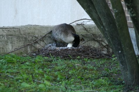 A goose nesting near Founders Memorial Library moves her egg.