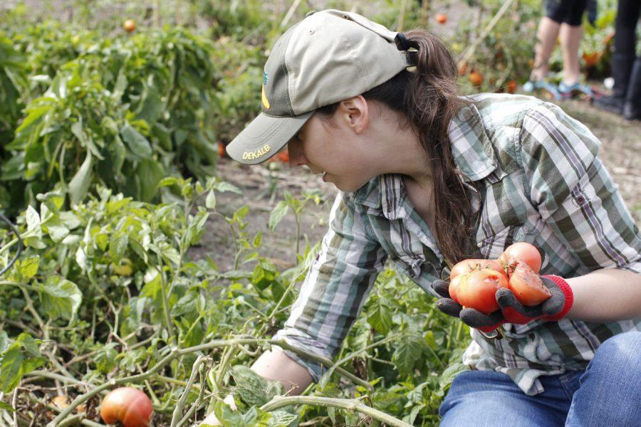 NIU alumna Elizabeth Justice collects tomatoes Oct. 5 at the Communiversity Gardens. Students can keep busy this summer by volunteering for the gardens.