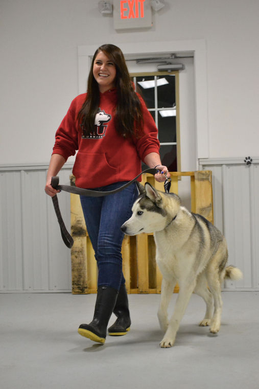 Raven’s Husky Haven and Rescue