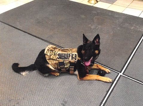 Odin, a DeKalb County Sheriffs Office K9, in a donated bullet and stab resistant vest. Read more at bit.ly/20ZQxFC.