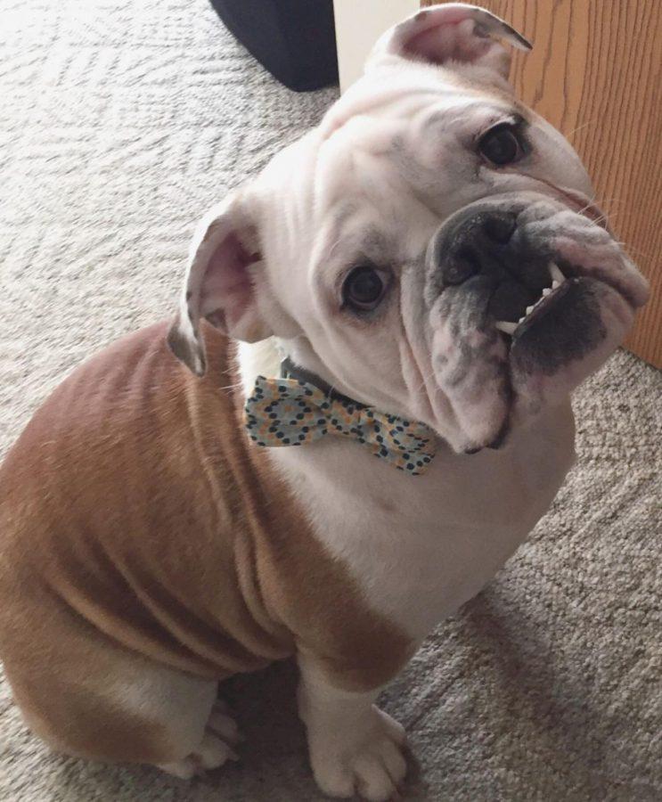 Auggie the English bulldog