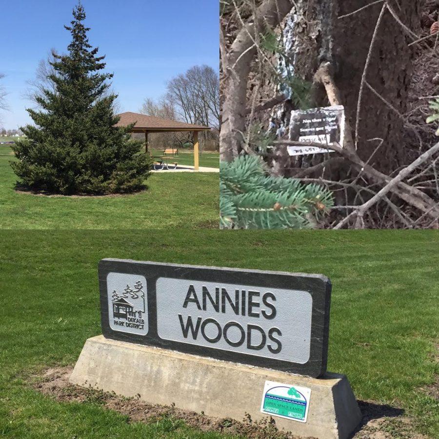 The medallion was located by Emily Majewski under the furthest white Spruce tree of Annies Woods, 401 Lucinda Ave.