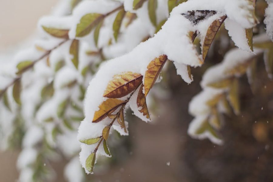 Cold fronts to cool off DeKalb