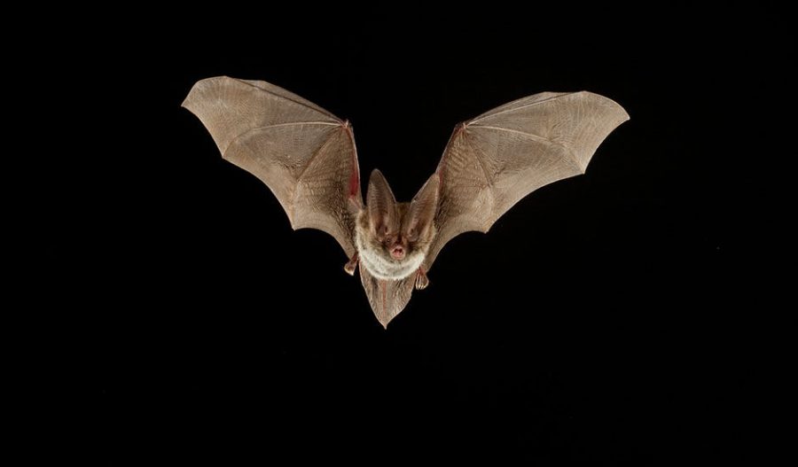 Annual show to present live bats