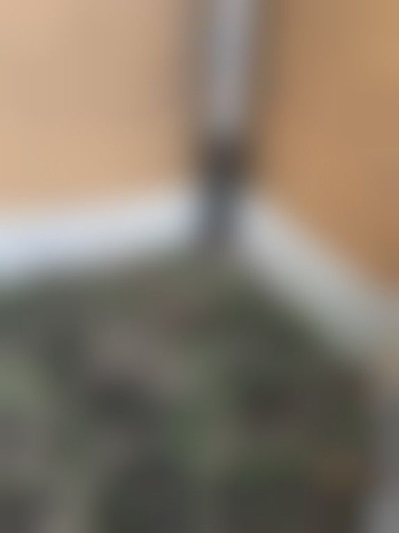 Northern Star Scavenger Hunt Clue #4