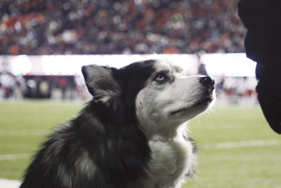 Diesel served as NIUs live mascot from 2005 to 2013. Diesel, the predecessor to Mission and Mission II, was named NIUs mascot emeritus by NIU athletics director Sean Frazier, allowing Diesel to attend NIU events throughout retirement. The siberian husky passed away on Sept. 7, 2015, at 12 years old.