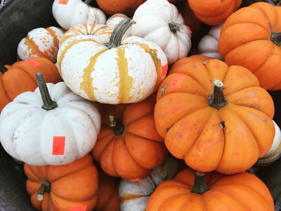 Thats a Neat Pumpkin, Samantha!