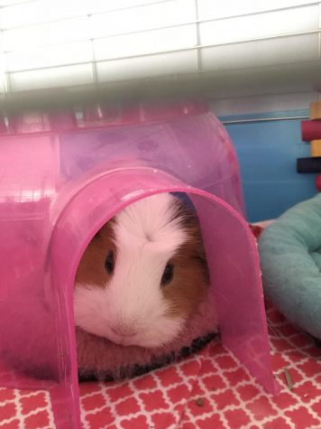 Pet of the Week: Feb. 26