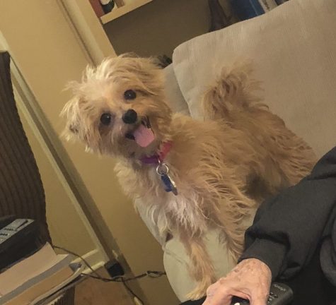 Pet of the Week: March 26