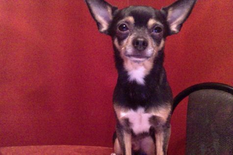 Pet of the Week April 9, 2018