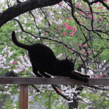 Dekalb Public Library plays host to cat yoga