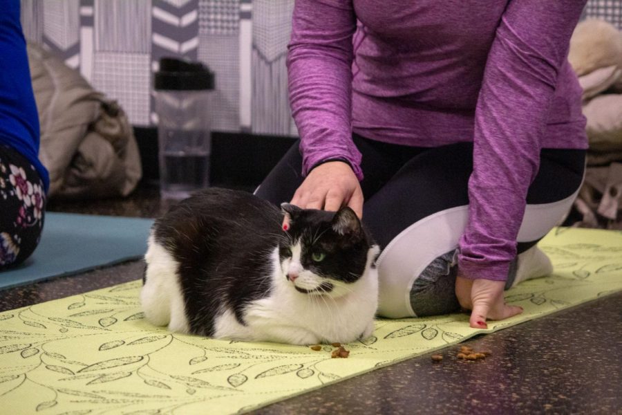 DeKalb Public Library and Tails Humane Society host cat yoga event