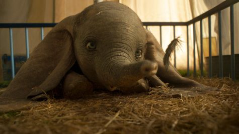 'Dumbo' tells the story of a baby elephant who is given the ability to fly by his incredibly large ears.