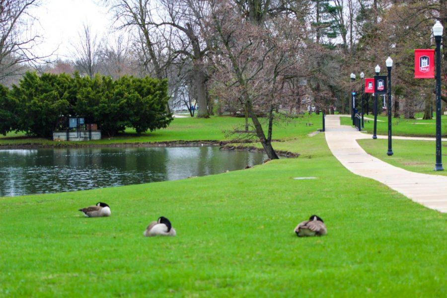 Geese lay in the grass April 18 at the lagoon by the NIU enterance.