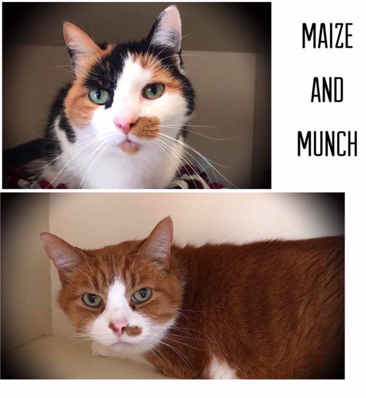 Tails of the Week: Munch and Maize