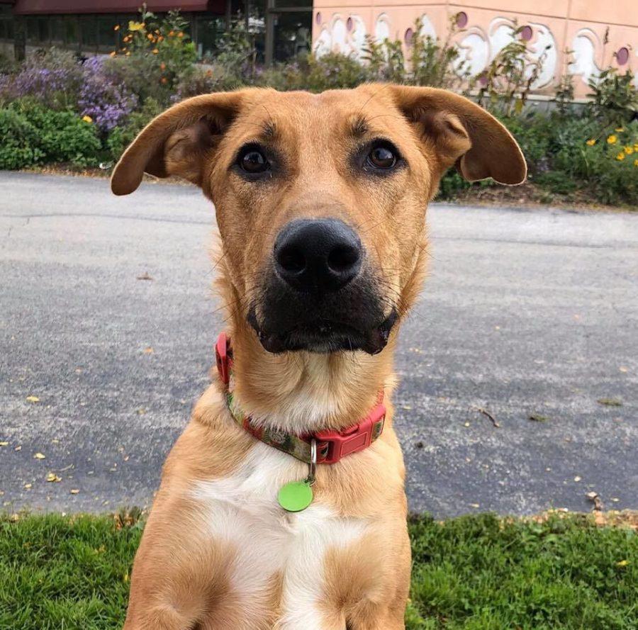 Tails of the week: Scooby