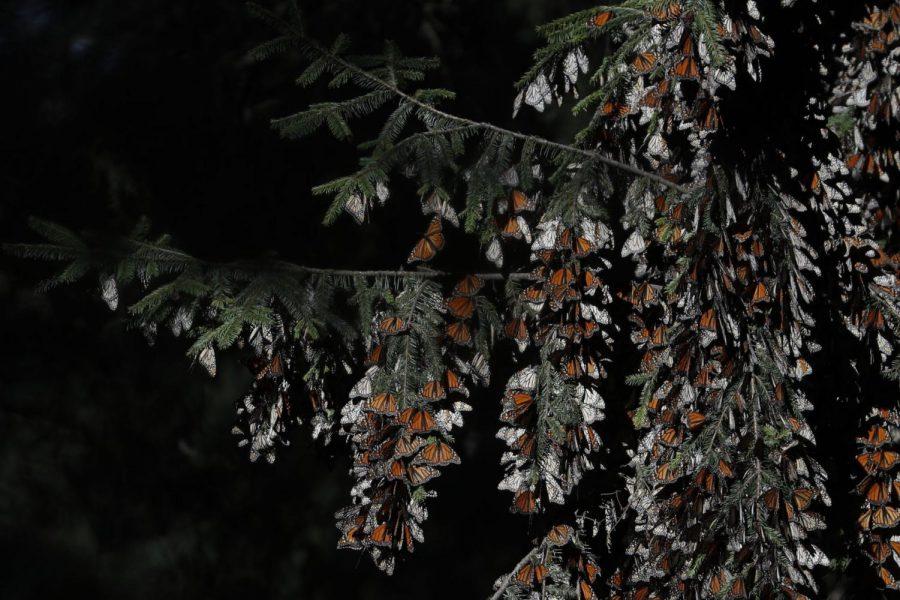 Monarch+butterflies+cling+to+branches+in+their+winter+nesting+grounds+in+El+Rosario+Sanctuary%2C+near+Ocampo%2C+Michoacan+state%2C+Mexico%2C+Friday%2C+Jan.+31%2C+2020.%C2%A0