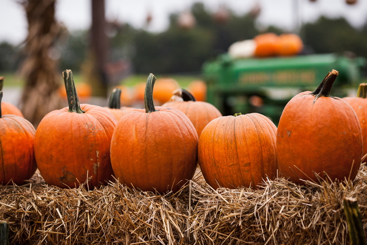 Sycamore will be hosting its 61st annual pumpkin festival on Oct. 26-30 with various activities happening every day.