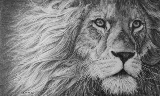 Pamela Sanders sketch of a lion.