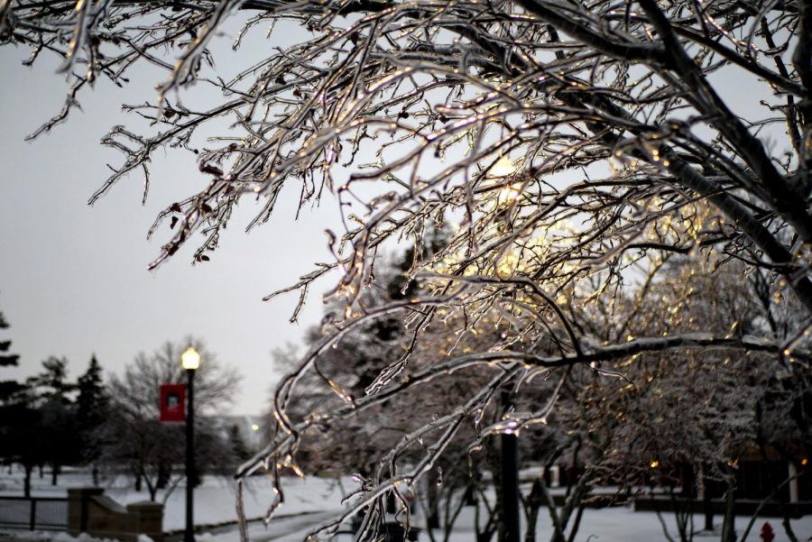 Icy tree on NIU campus post winter storm.