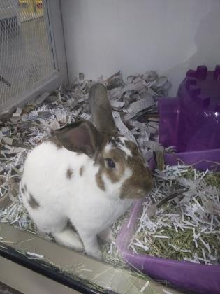 Somersault is one of the newest bunnies at Tails.