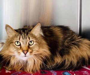 Boomer is a 6-year-old domestic longhair male cat.
