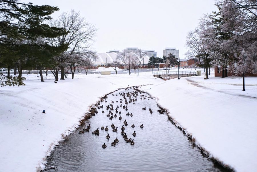 Geese flock to the lagoon on Dec. 30. 