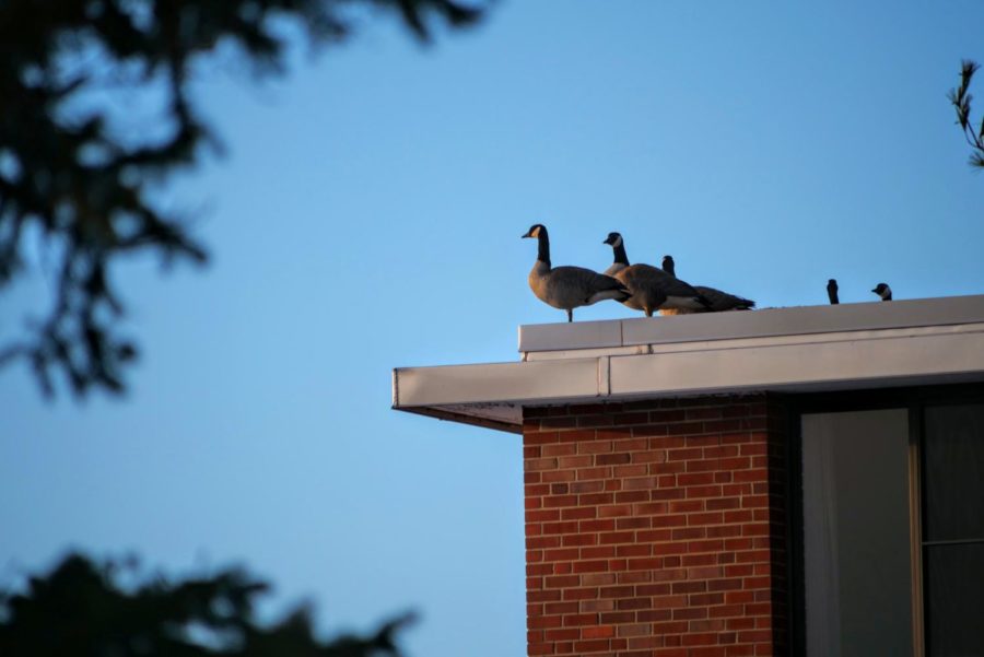 Geese+sit+at+the+edge+of+the+roof+of+Neptune+West+Hall+Thursday+February+2021.