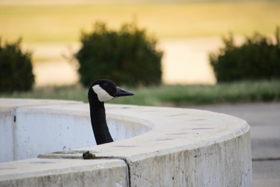 A goose stands in an empty fountain outside Davis Hall on March 22, 2021.
