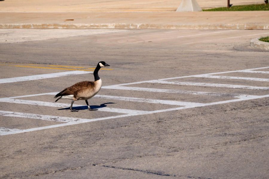 A goose crosses the street Thursday at Gilbert Drive and College Avenue.