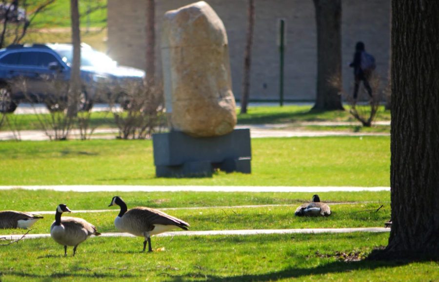 Geese roam around NIU's east lagoon Thursday.
