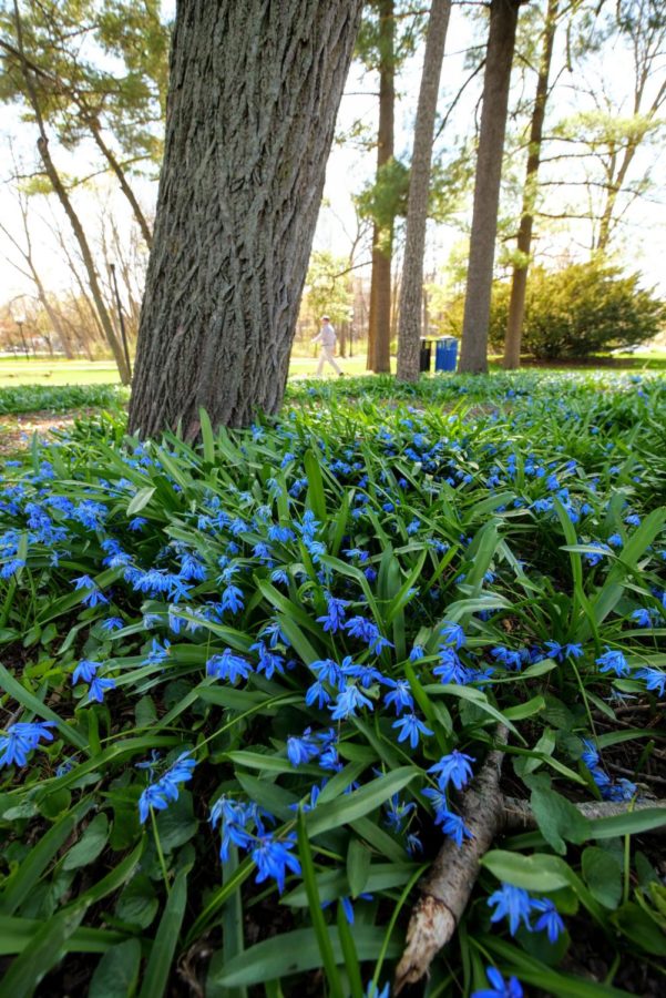 Blue flowers grow next to a tree Thursday near the East Lagoon.