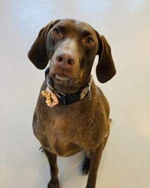 6-year-old mixed-breed Pointer and German Shorthair dog named Nelli.