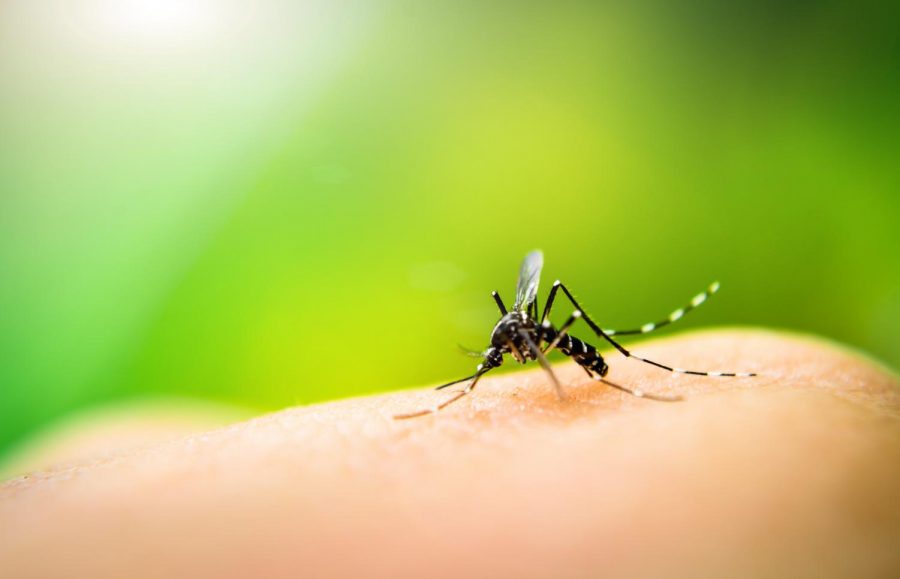 Mosquitoes collected in a trap in Sandwich, IL have tested positive for the West Nile Virus.