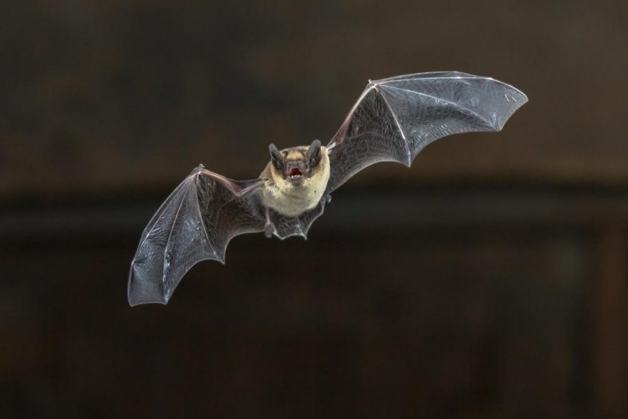 Pipistrelle bat (Pipistrellus pipistrellus) flying on wooden ceiling of house in darkness.