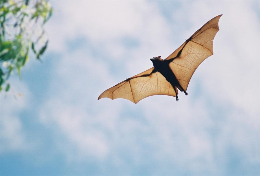 A Lake County resident in his 80s woke up to find a bat on his neck in mid-August. The man later died after testing positive for rabies.