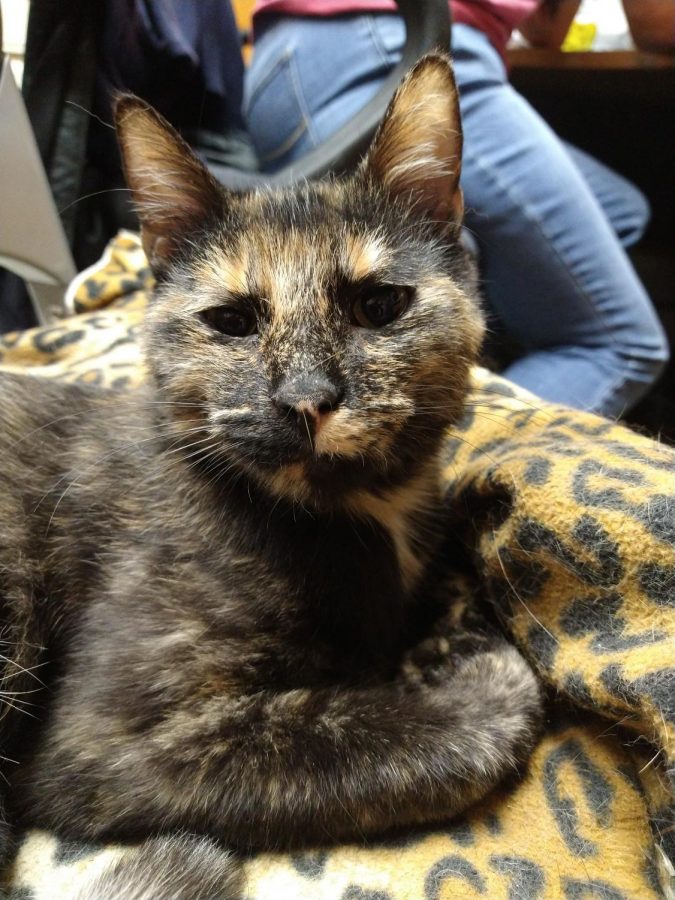 This is Sassafras, the 1-year-old tortoiseshell.