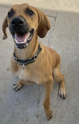 8-month-old coonhound and bluetick mix named Atticus Boone.