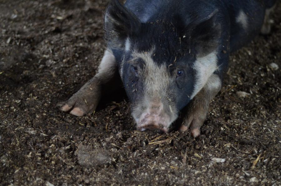 One of the pigs raised by the family, named Kevin. 