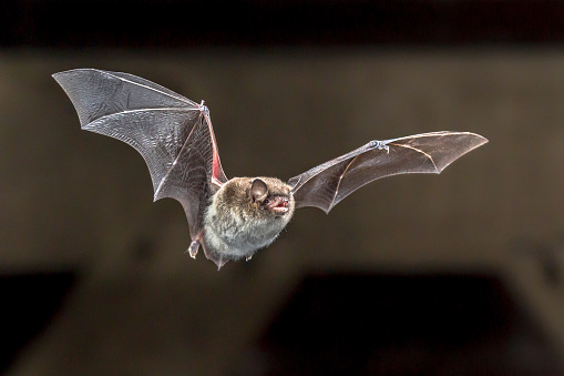 Daubentons bat (Myotis daubentonii) flies on the attic of a house.