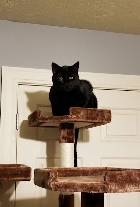 A black cat, named Beef, sitting on a cat tower.