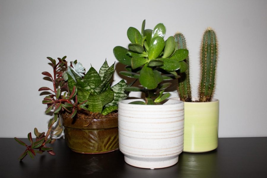 An assortment of easy plants to take care of.