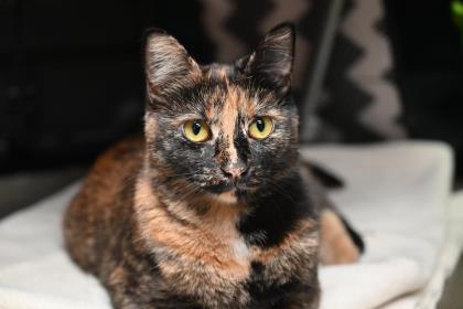 Wolf is a sweet and playful cat that loves to spend her days hanging with the staff in the offices socializing.