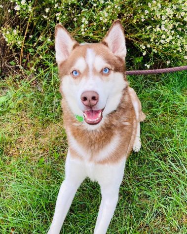 Blue is a three and a half year-old, brown and white husky. He can be adopted at Tails Humane Society, 2250 Barber Green Road.