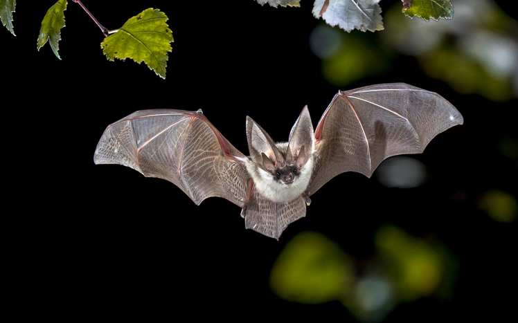 Flying bat hunting in forest. The grey long-eared bat (Plecotus austriacus) is a fairly large European bat. It has distinctive ears, long and with a distinctive fold. It hunts above woodland, often by day, and mostly for moths.